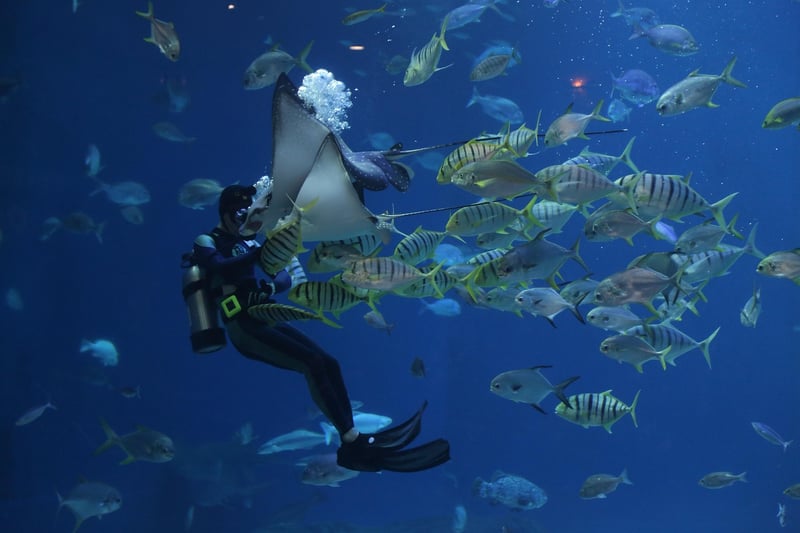 Scuba Equipment