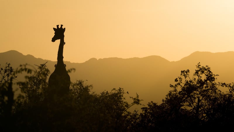 Safari