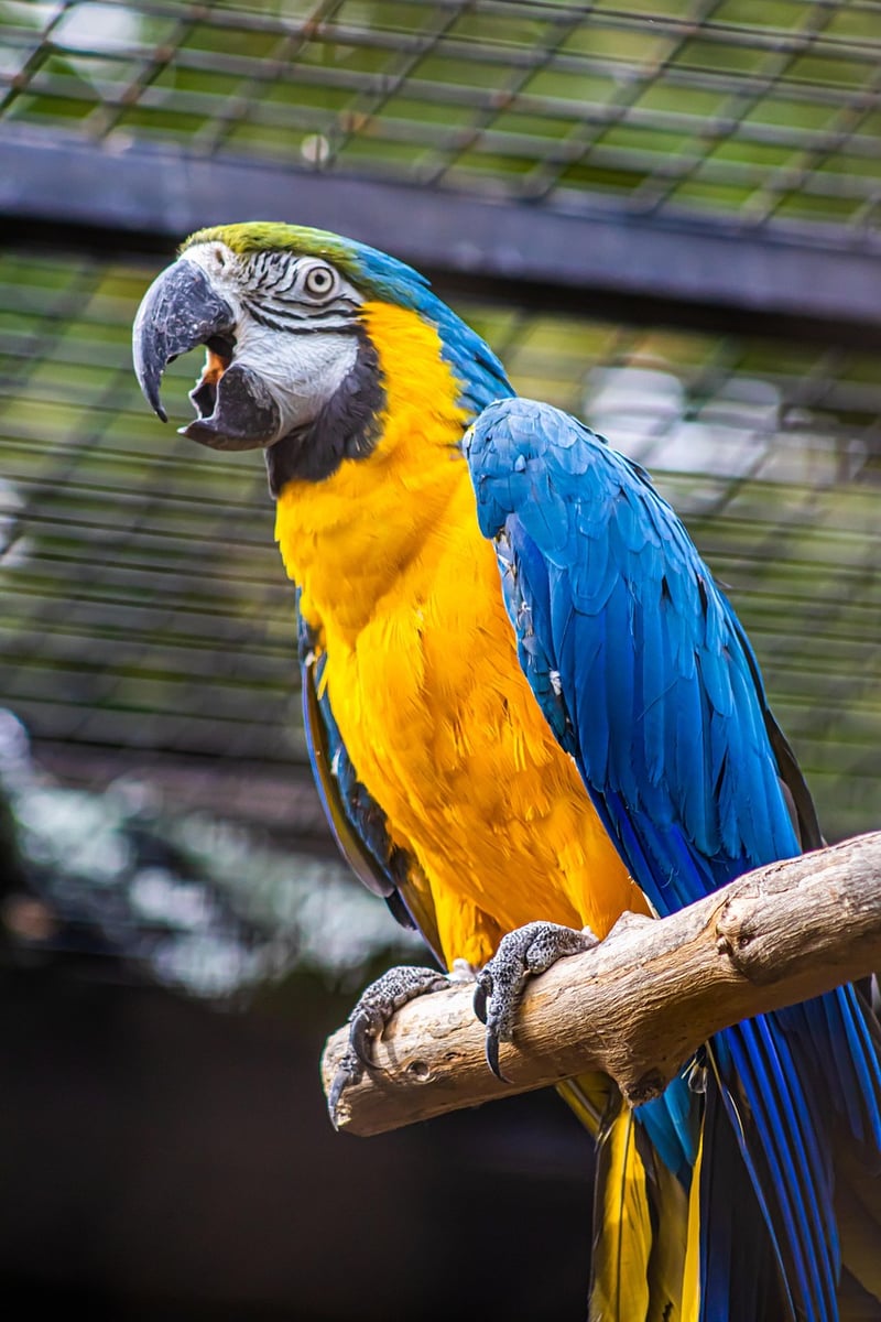 Wildlife